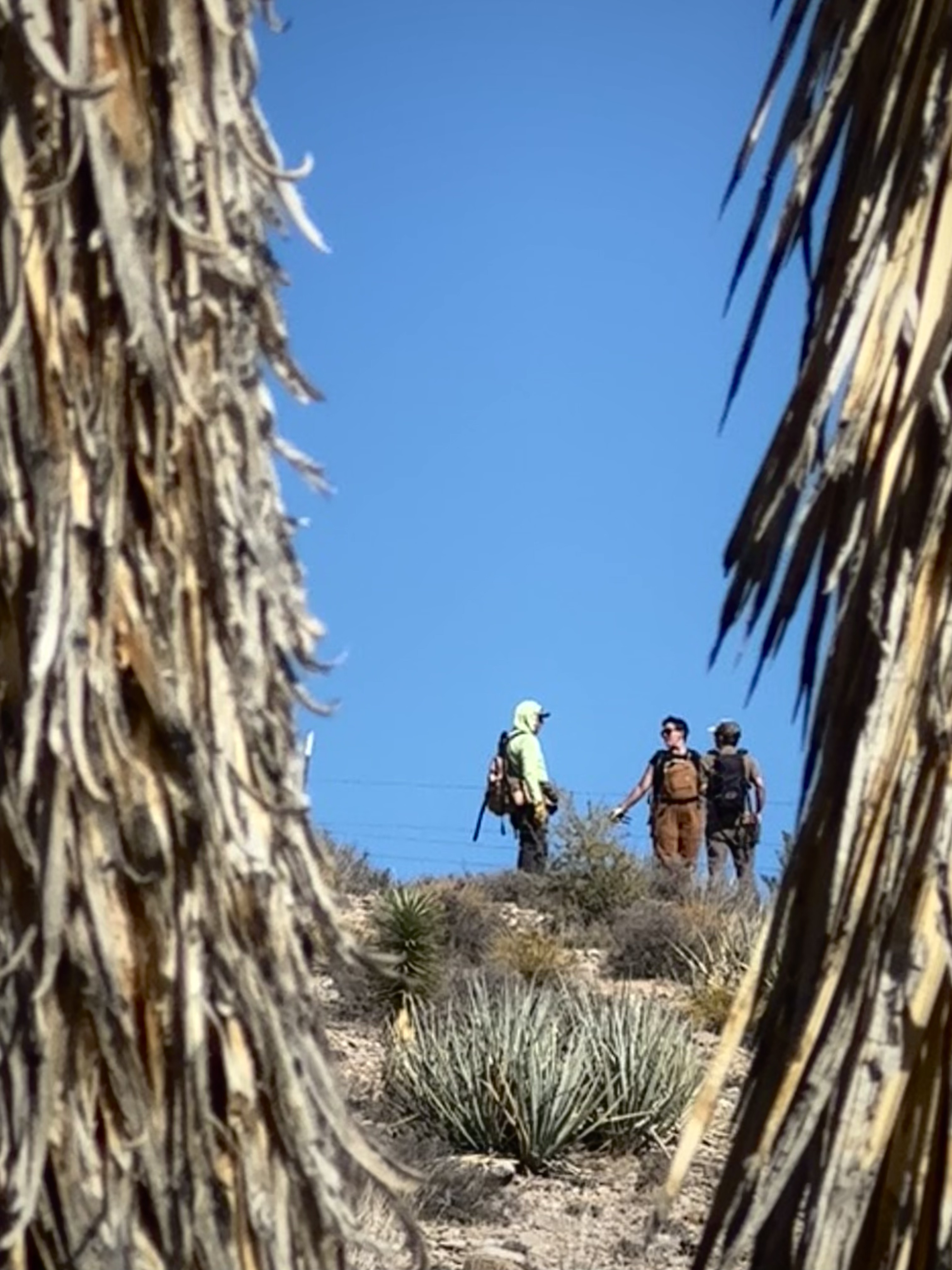 Joshua tree framing